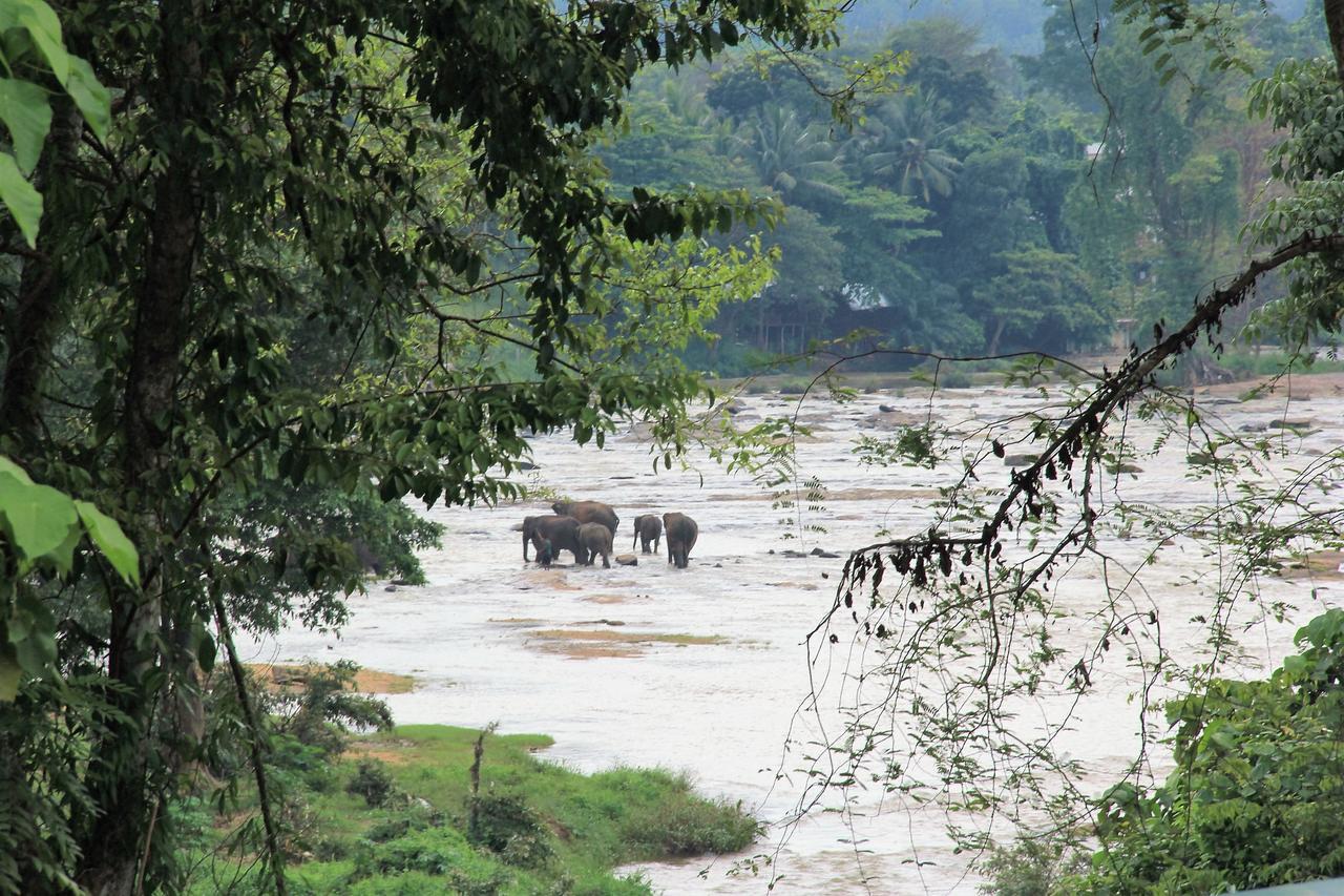 Ma Oya Retreat Pinnawala Pinnawala (Kegalle) Exteriör bild