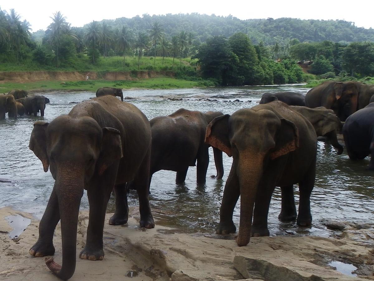 Ma Oya Retreat Pinnawala Pinnawala (Kegalle) Exteriör bild